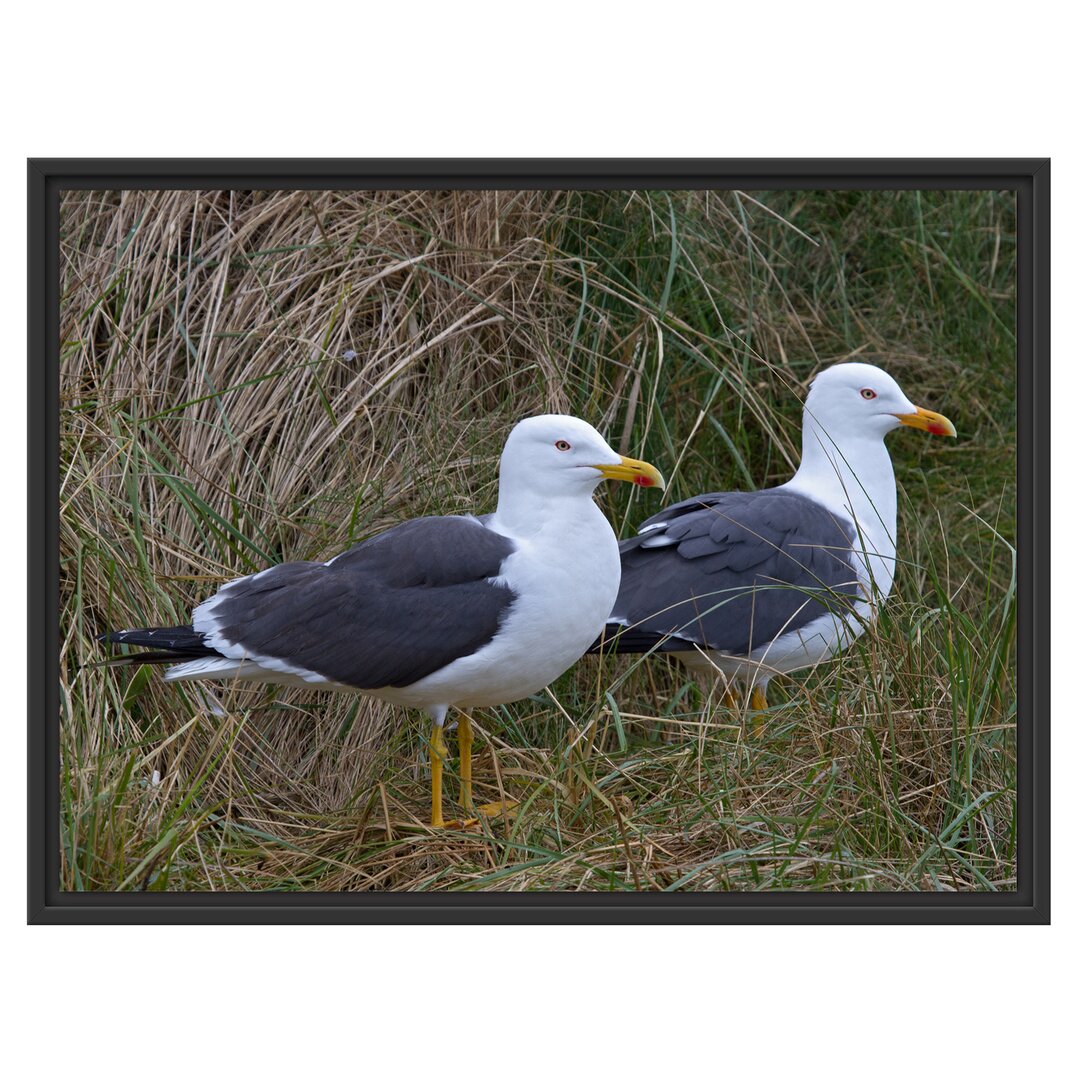 Gerahmtes Wandbild zwei Möwenhohen Gras