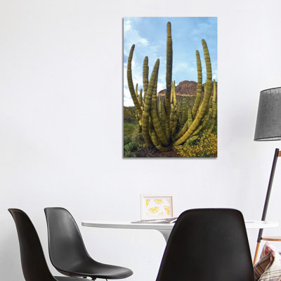 Organ Pipe Cactus, Organ Pipe Cactus National Monument, Sonoran Desert, Arizona I 1 Piece Wrapped Canvas Wall Art