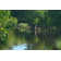 Mangrove Trees by Boogich - Wrapped Canvas Print