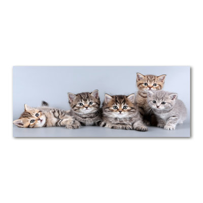 Five Cats - Wrapped Canvas Print