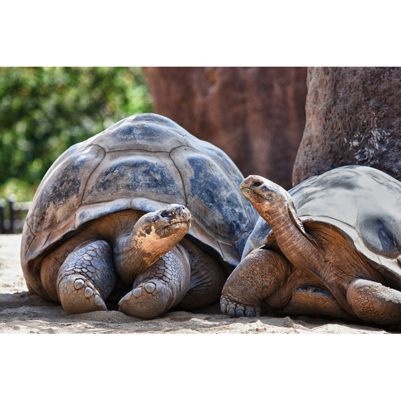 Two Galapagos Tortoises by Paulacobleigh - Wrapped Canvas Print, 30cm H x 46cm W x 3.8cm D