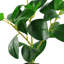 101.6cm Faux Ficus Plant in Pot