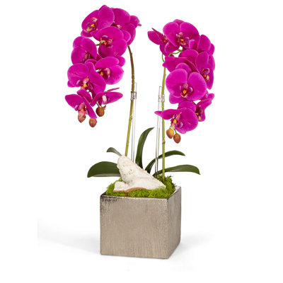 Orchid Arrangement in Planter