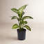 Dumb Cane in Nursery Pot