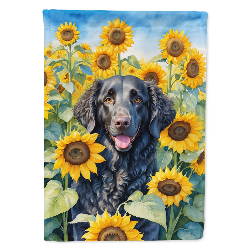 Lévrier irlandais dans le drapeau du jardin de tournesols, Retriever à poil frisé