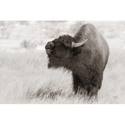 Keandra " Bison Call BW " by Nathan Larson