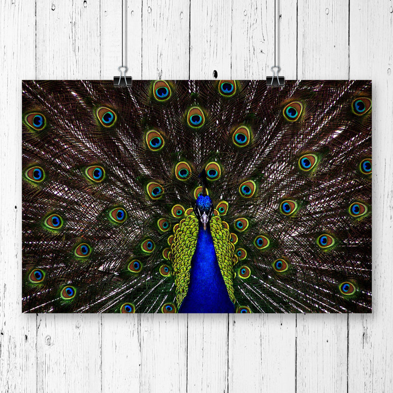 Peacock - Frameless Print, 42cm H x 59.4cm W