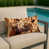Chat beige sable