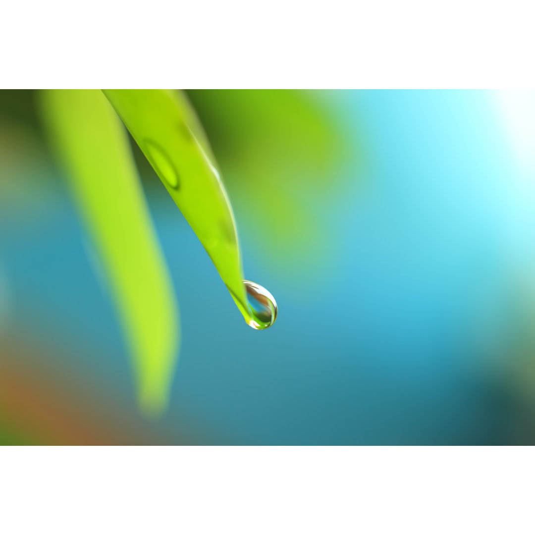 Wassertropfen auf einem Blatt - Ultra Shallow Dof von Konradlew - Druck