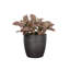 Live Pink Fittonia Nerve Plant in Classic Pot-70502057