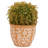 9'' Foliage Plant in Ceramic Pot