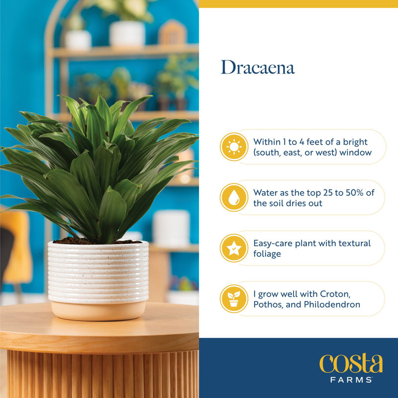 Dracaena Plant in Planter