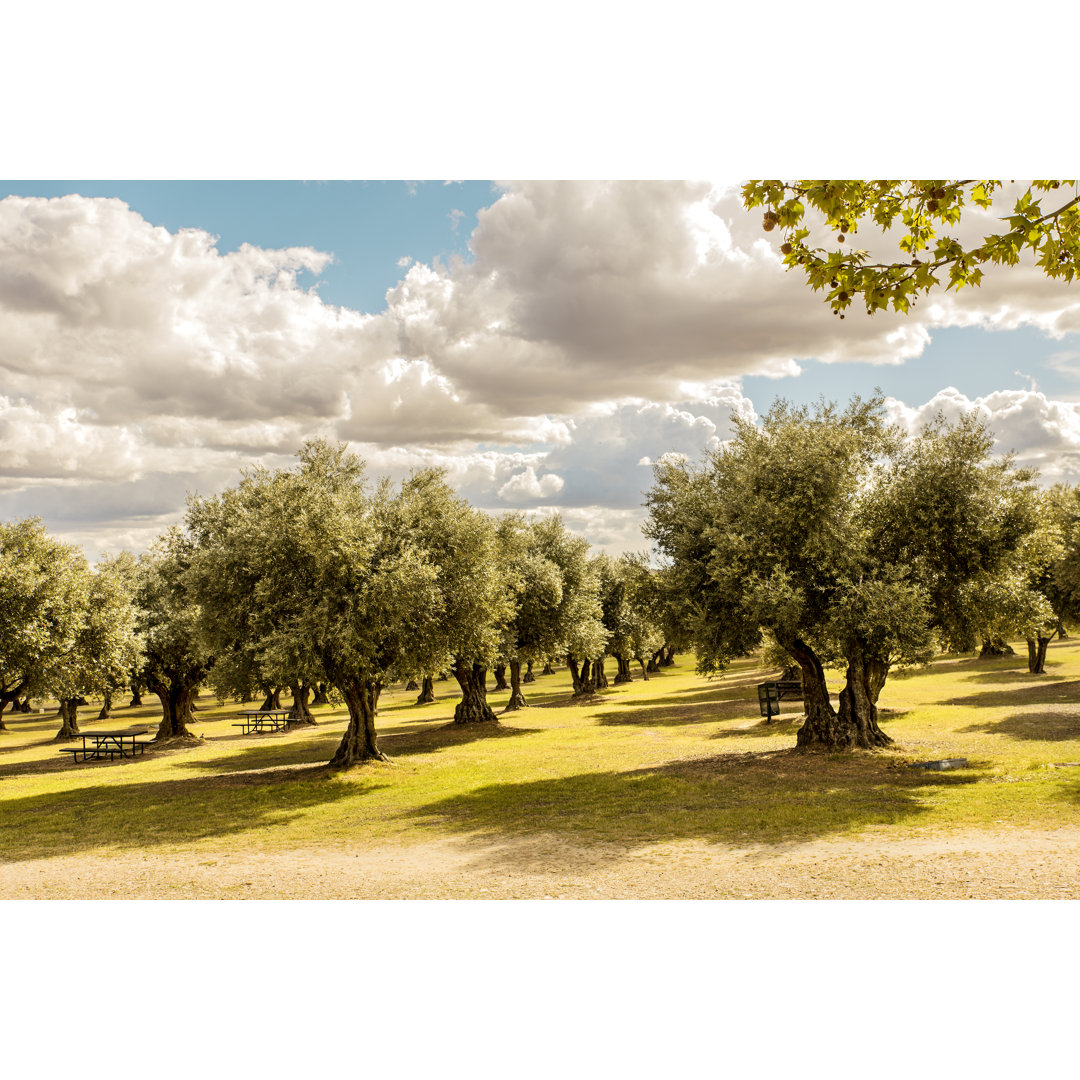 Leinwandbild Landschaft einer Olivenbaumhaube in Spanien mit Picknicktischen und bewölktem Himmel