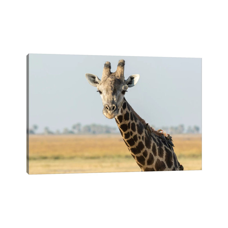 Africa, Botswana, Chobe National Park. Close-up Of Giraffe With Oxpecker Birds. - Wrapped Canvas Print