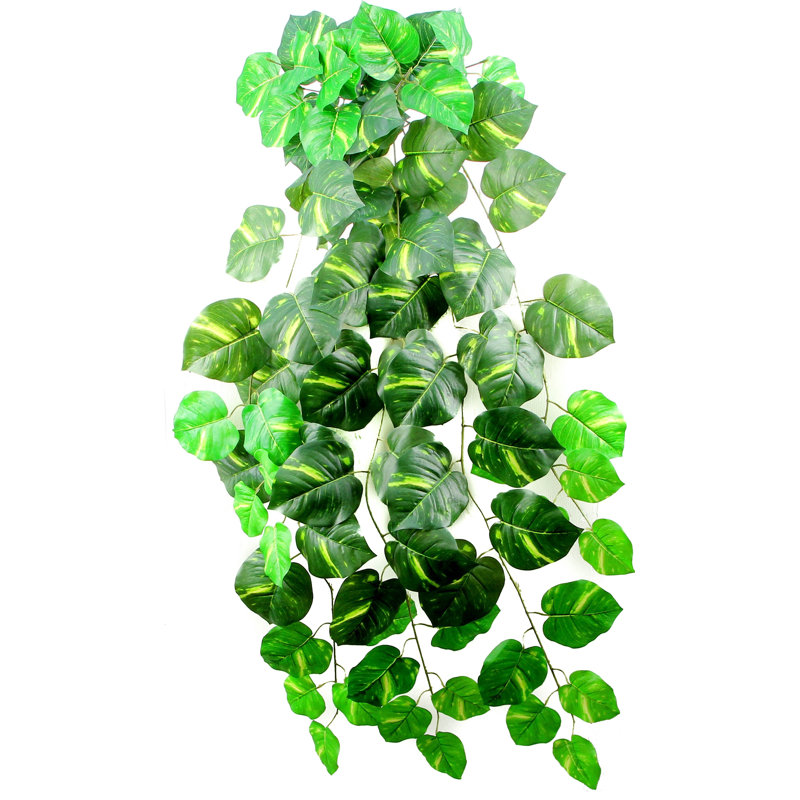 Pothos plante suspendue