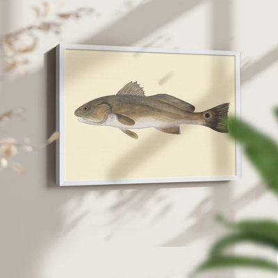 «Saltwater Species III», reproduction encadrée