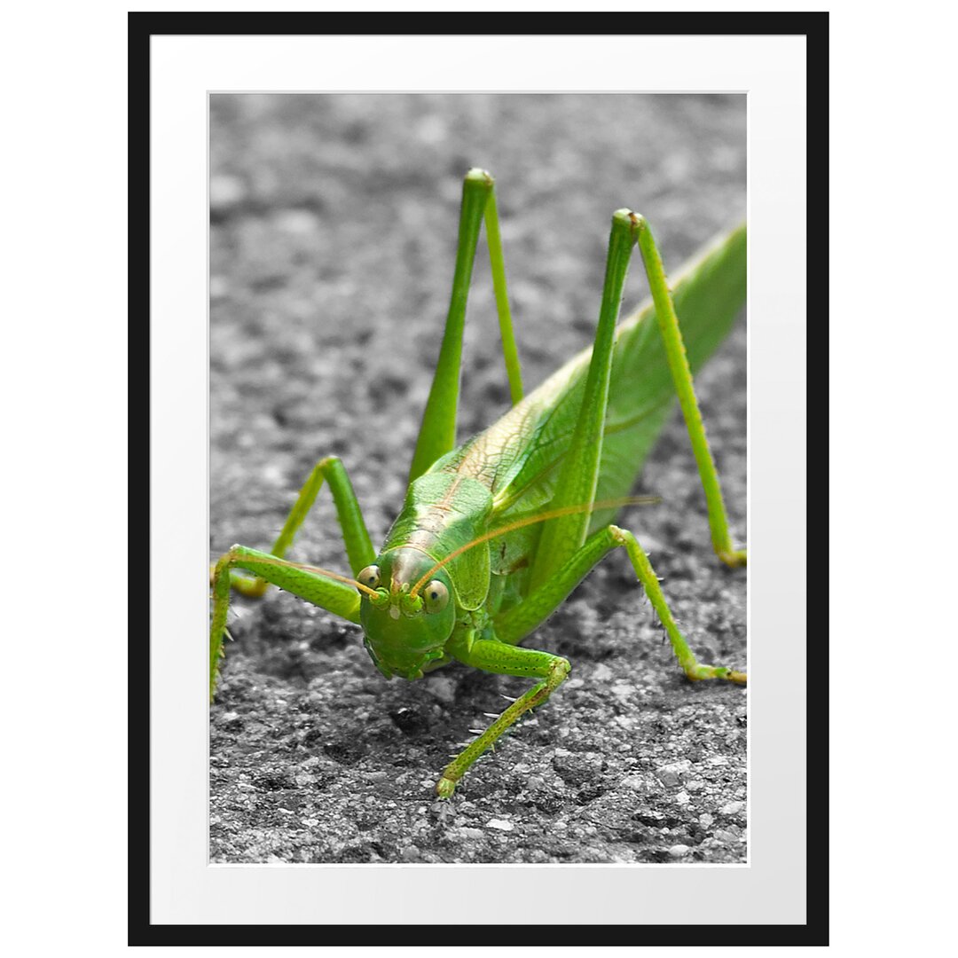 Gerahmtes Poster Freche kleine Heuschrecke