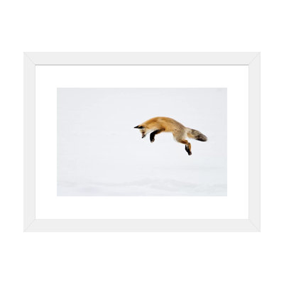 États-Unis, parc national de Yellowstone, Wyoming. Un renard roux saute pour se cacher sous la neige. par Deborah Winchester - reproduction