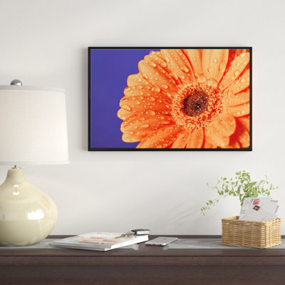 " Orange Daisy On Purple Background "