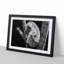 Koala Bear Resting in a Tree - Picture Frame Photograph Print-55609585-55609588