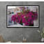 Bougainvillée Oia-59121772-59121773