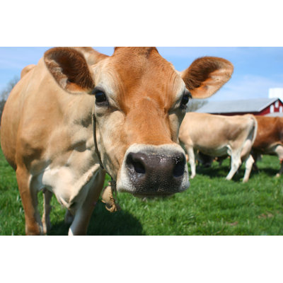 Brown Cow In A Field by Jcyoung2 - Wrapped Canvas Print