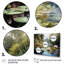 Mandia China Art Jade Lotus I - impression-430110792-430110804