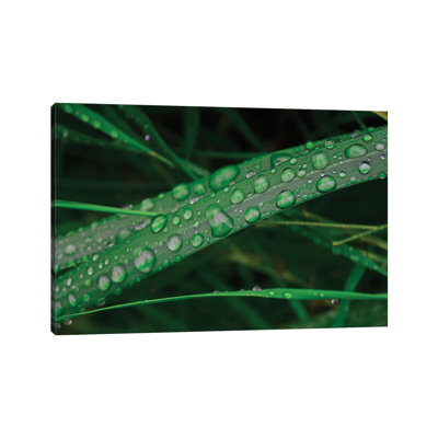 Rain Drop Beach Grass by Savanah Plank - Wrapped Canvas Panoramic Print