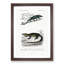 Chameleon Illustrations PL. 4 by Charles D' Orbigny - Picture Frame Painting Print-55536304-55536305