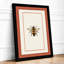 Honey Bee Study Botanical - Framed Print-1660615530-1660615532