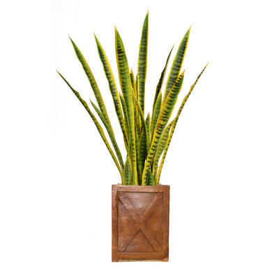 Panama 35'' Artificial Snake Plant in Planter
