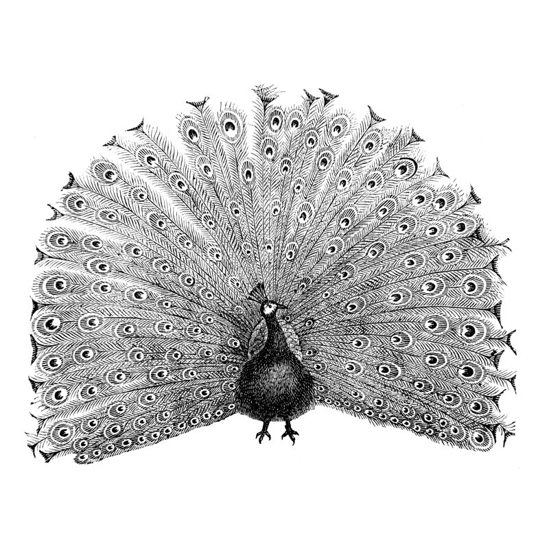 Peacock - Wrapped Canvas Print, 51cm H x 51cm W x 3.8cm D