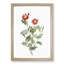 A Burnet Rose in Pink by Pierre-Joseph Redoute - Framed Print-55457514-55457515