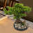 Desktop Artificial Bonsai Pine Tree