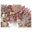 Pine Cone Wreath-1518037491