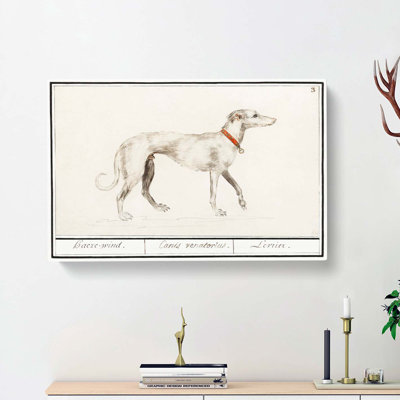 Greyhound by A.B. De Boodt - Wrapped Canvas
