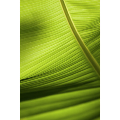 Leaf - Wrapped Canvas Print