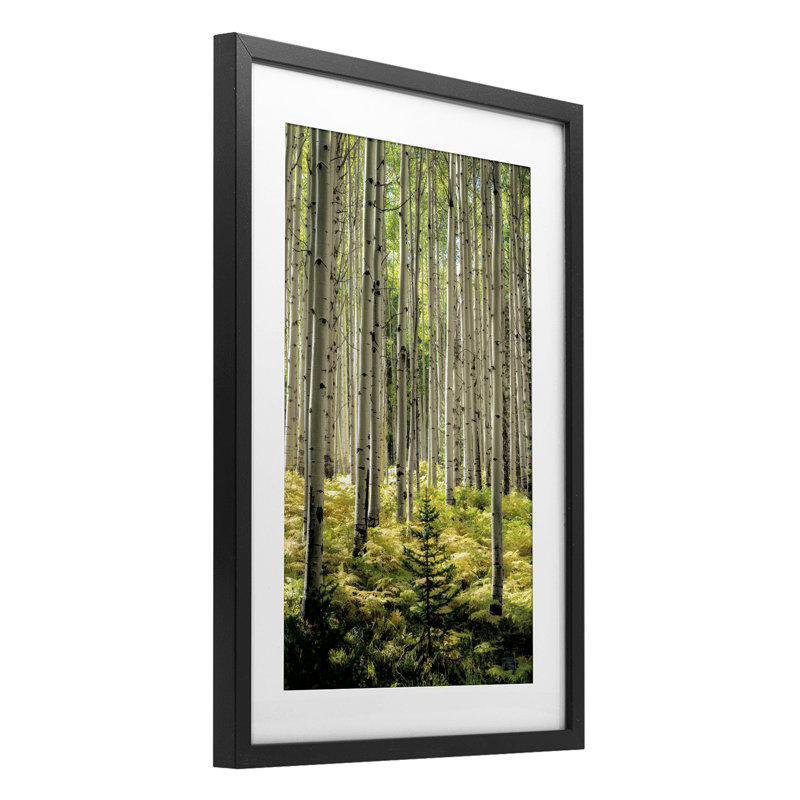 «Small And Tall Birch Forest», reproduction encadrée sous verre, design par D. Burt, H 20 po x l 14 po, Cadre noir minuit
