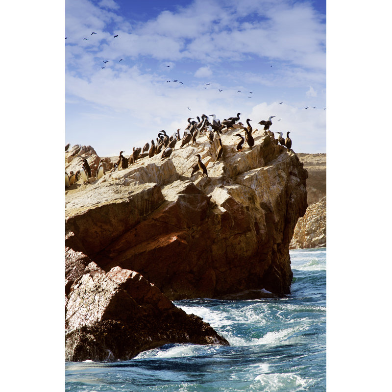 Guanay Cormorants And Humboldt Penguins by Powerofforever - Wrapped Canvas Print, 76cm H x 51cm W x 3.8cm D