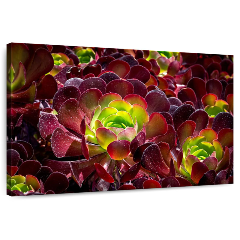 Plantes grasses Harnek, H 26 po x l 39 po