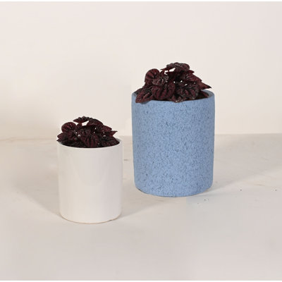 Upshining Live Foliage Plant in Ceramic Pot