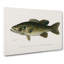 Small-Mouthed Black Bass by Sherman F. Denton - Wrapped Canvas-55318190