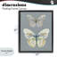 Cadre flottant Papillon, étude par Carol Robinson-1030999590-1030999591