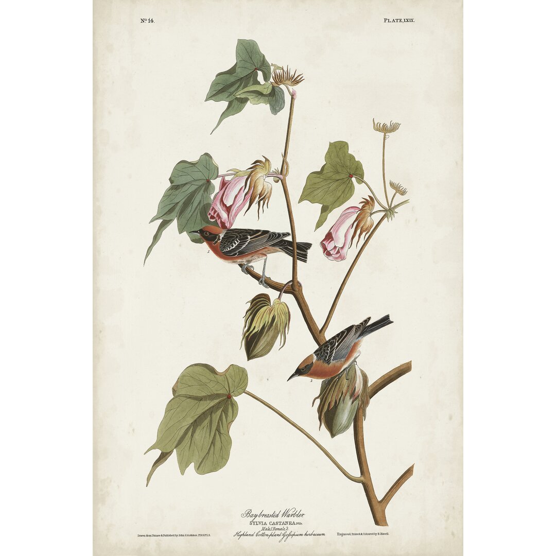 Leinwandbild Pl 69 Bay-Breasted Warbler von John Audubon