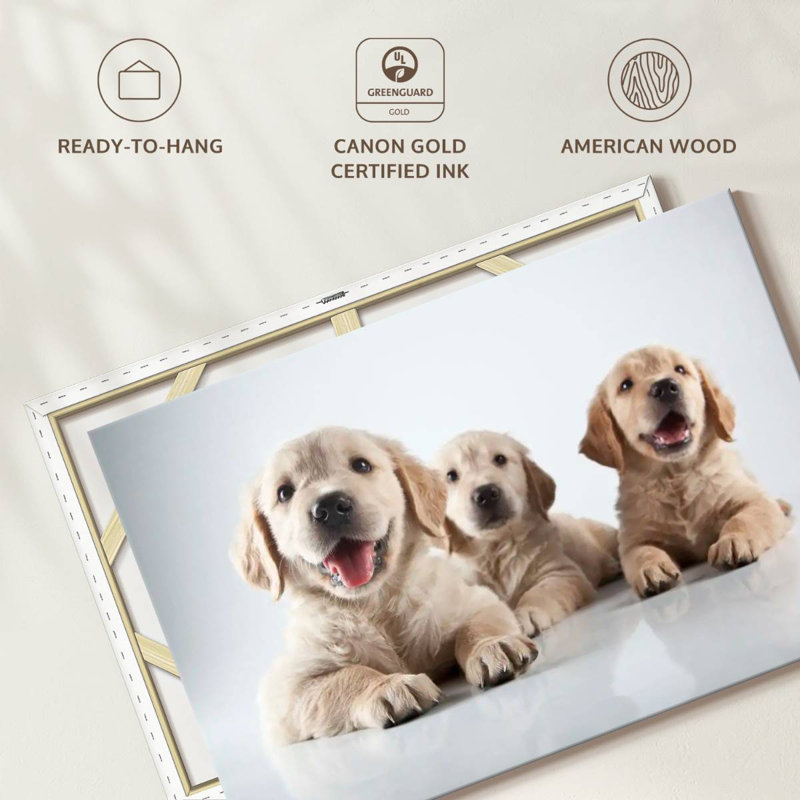 Brampt Golden Retriever Pups, 24" H x 36" W