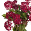 Anastasija Arrangement