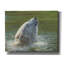 Art mural sur toile, "Ours polaire" par David Stribble par Millwood Pines-1423845187