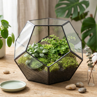 6.8 by 6.8 by 5.9 Inch Open Geometric Black Glass Terrarium Pot, No Door Planter Box for Mini Succulents or Small Cactus, Tabletop Decoration (Plant Not Included)