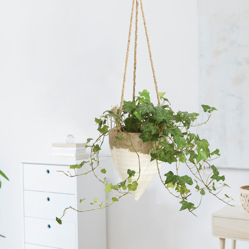 Pot à fleurs suspendu en terre cuite Morrill, H 8,66 po x l 6,69 po x p 6,69 po