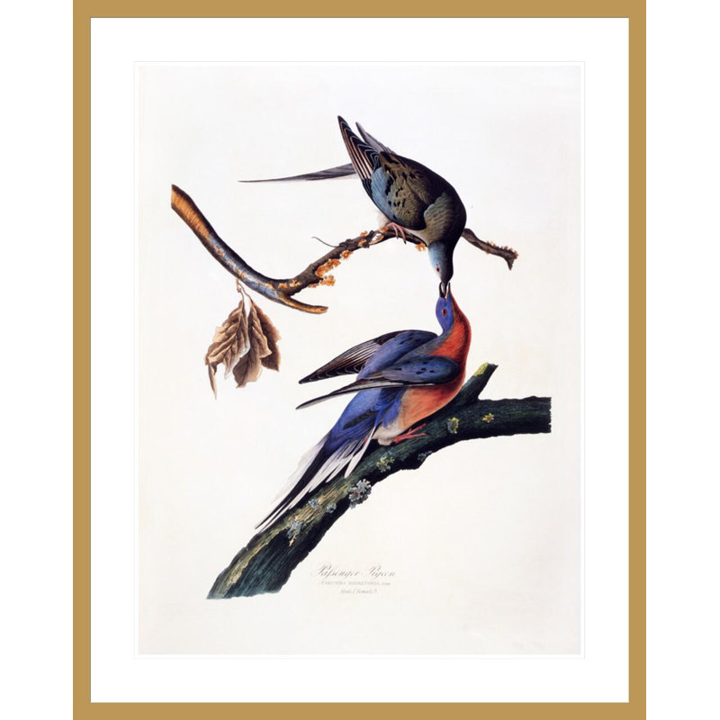 «Passager Pigeon Columba Migatoria» par John James Audubon, impression giclée sur cadre, H 41,5 po x l 33,03 po